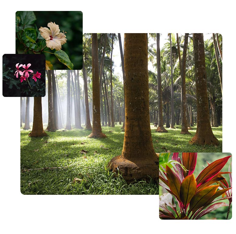 La Réunion : l’île nature La Réunion : l’île nature