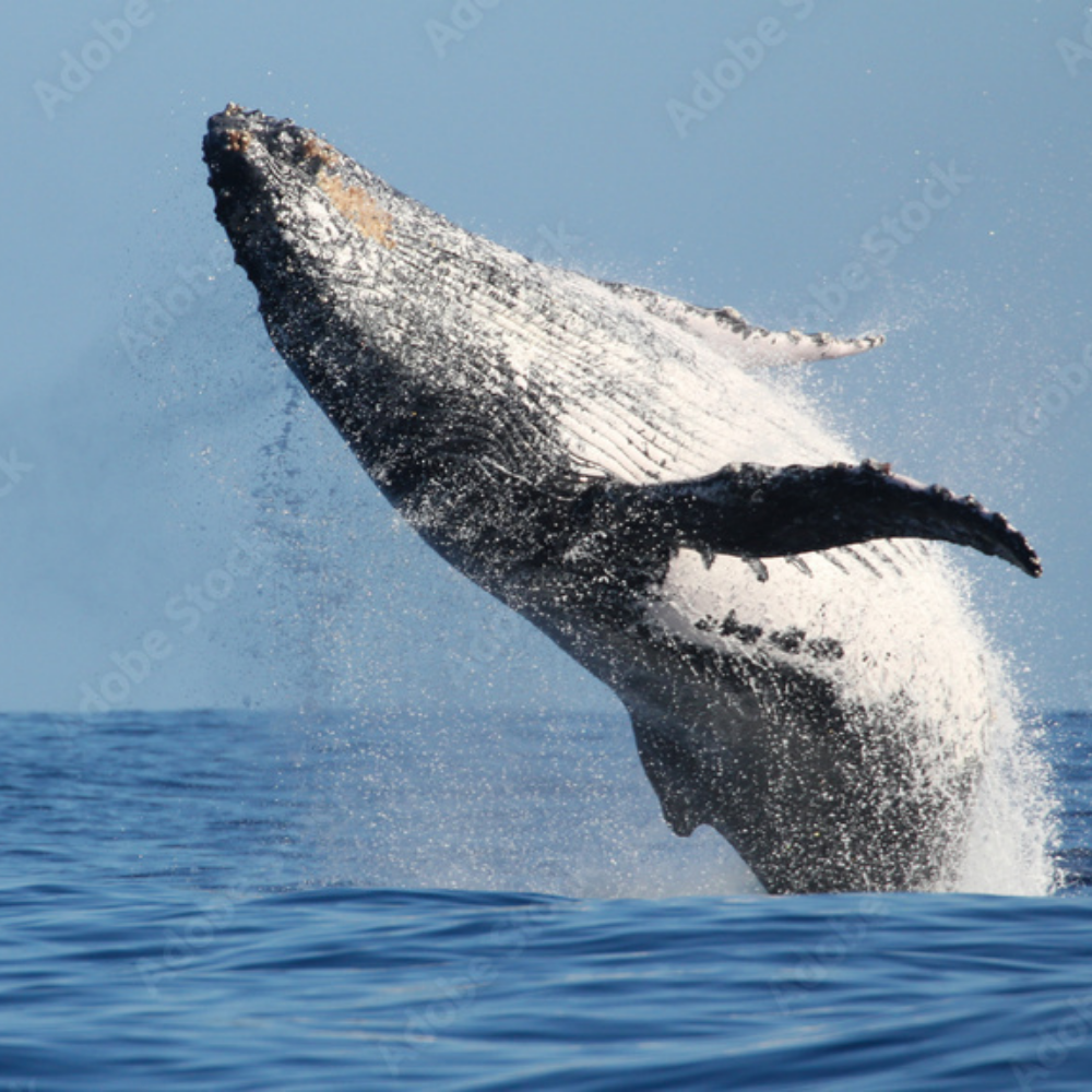 Climat , voyager à la Réunion