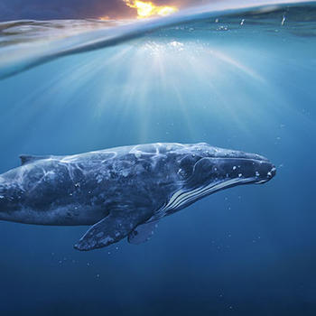 Contempler les baleines à la Réunion
