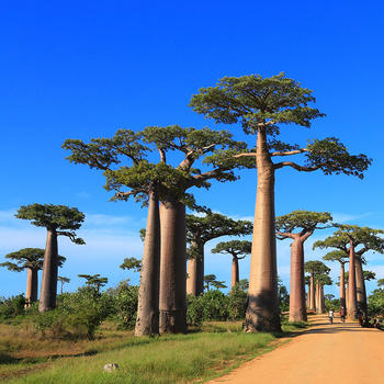 Flights to Madagascar : Airline tickets to Madagascar - Corsair