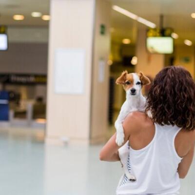   Traveling with a Pet